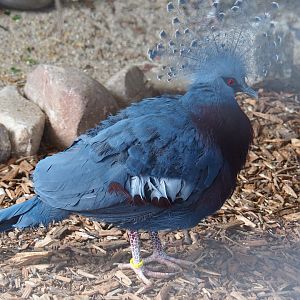 Victoria crowned pigeon (Goura victoria), 2019-04-06
