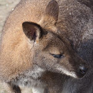 Red-necked wallaby (Macropus rufogriseus), 2019-04-06