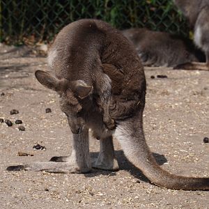 Eastern grey kangaroo (Macropus giganteus), 2019-04-06