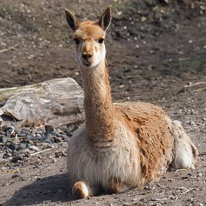 Vicuña (Vicugna vicugna), 2019-04-06