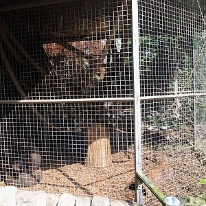 Tayra exhibit, 2019-04-06