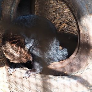 Tayra (Eira barbara), 2019-04-06