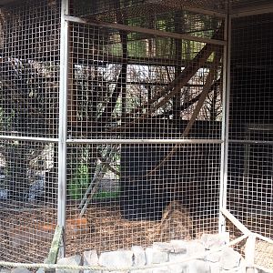 Tayra exhibit, 2019-04-06