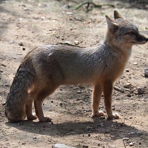 Corsac fox (Vulpes corsac), 2019-04-06