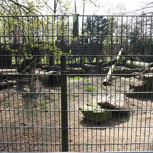 Corsac fox exhibit, 2019-04-06