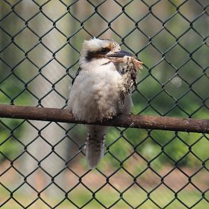 Laughing kookaburra (Dacelo novaeguineae) with lunch, 2019-04-06