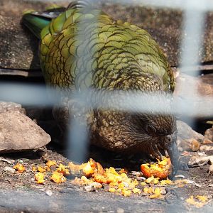 Kea (Nestor notabilis) feeding, 2019-04-06