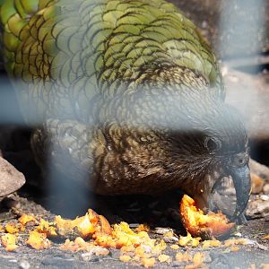 Kea (Nestor notabilis) feeding, 2019-04-06