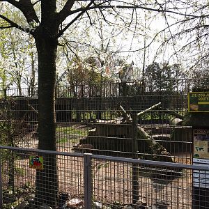 Corsac fox exhibit, 2019-04-06