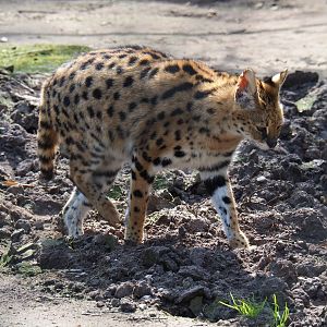 Serval (Leptailurus serval), 2019-04-06