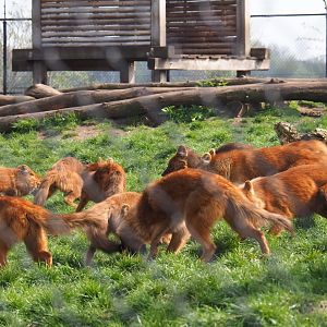 Pack of Chinese dholes (Cuon alpinus lepturus) feeding, 2019-04-06
