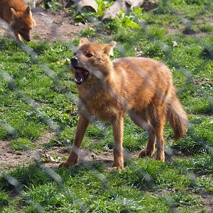 Chinese dhole (Cuon alpinus lepturus) consuming a chicken neck, 2019-04-06