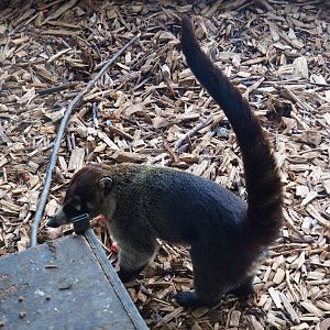 White-nosed coati (Nasua narica), 2019-04-06