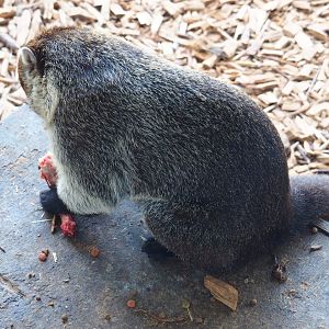 White-nosed coati (Nasua narica) feeding on chicken neck, 2019-04-06