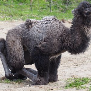 Four-day old Bactrian camel calf (Camelus bactrianus), 2019-04-06