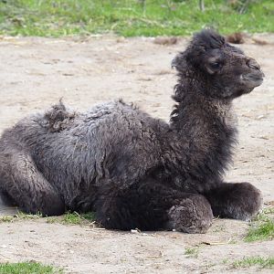Four-day old Bactrian camel calf (Camelus bactrianus), 2019-04-06