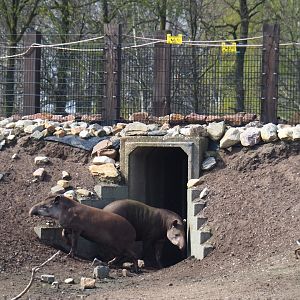 South American tapirs (Tapirus terrestris), 2019-04-06