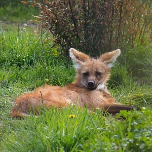 Maned wolf (Chrysocyon brachyurus), 2019-04-06