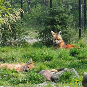 Maned wolves (Chrysocyon brachyurus), 2019-04-06