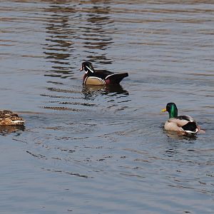 North American wood duck (Aix sponsa) and wild mallards (Anas platyrhynchos),  2019-04-06