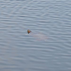 Red-eared slider (Trachemys scripta elegans) swimming in the lake, 2019-04-06