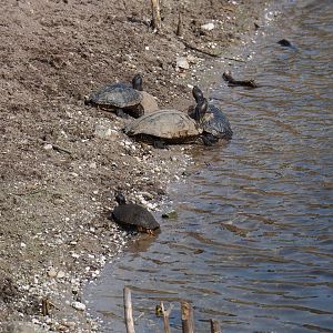 Red-eared sliders (Trachemys scripta elegans) and Cumberland sliders (T. s. troostii),2019-04-06
