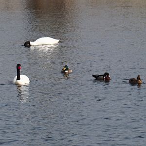 Black-necked swans (Cygnus melanocoryphus), North American wood duck (Aix sponsa) and wild mallards (Anas platyrhynchos),  2019-04-06