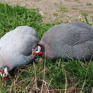 Free-ranging helmeted guineafowls (Numida meleagris), 2019-04-06