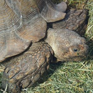 African spurred tortoise (Centrochelys sulcata), 2019-04-06