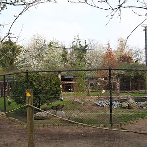 Grey crowned crane - White stork - Hamerkop - Ringneck pheasant aviary with alpaca paddock around it, 2019-04-06