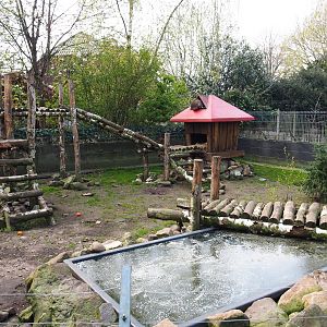 Raccoon exhibit, 2019-04-06