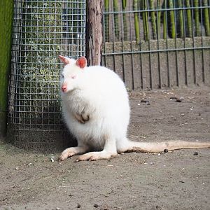 Albino red-necked wallaby (Macropus rufogriseus), 2019-04-06