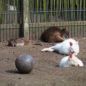 Albino red-necked wallabies (Macropus rufogriseus) and Parma wallabies (M. parma), 2019-04-06