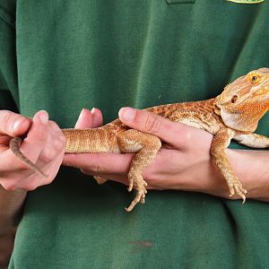 Central bearded dragon (Pogona vitticeps) during creepy critters animal presentation, 2019-04-06