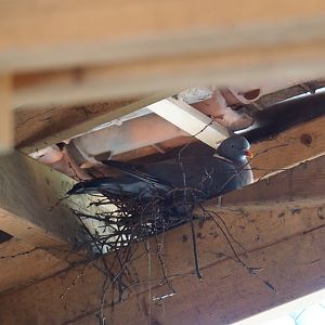 Common wood pigeon (Columba palumbus) nesting under patio shelter, 2019-04-06