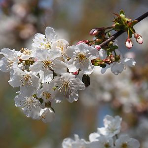 Cherry blossoms (Prunus species), 2019-04-06