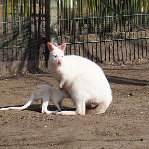 Albino red-necked wallaby and joey (Macropus rufogriseus), 2019-04-06
