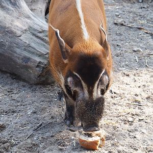 Red river hog (Potamochoerus porcus) with loaf of bread, 2019-04-06