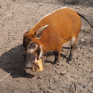 Red river hog (Potamochoerus porcus) with loaf of bread, 2019-04-06