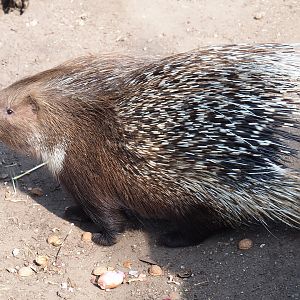 Indian crested porcupine (Hystrix indica), 2019-04-06