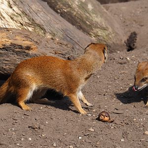 Yellow mongooses (Cynictis penicillata) smelling porcupine food, 2019-04-06