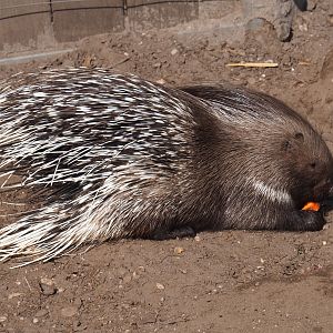 Indian crested porcupine (Hystrix indica) feeding, 2019-04-06