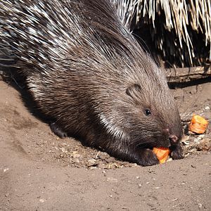 Juvenile Indian crested porcupine (Hystrix indica) feeding, 2019-04-06
