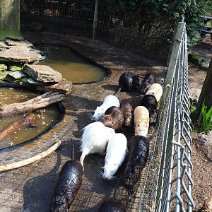 Nutrias (Myocastor coypus) of different colors heading for feeding, 2019-04-06