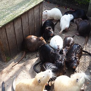 Nutrias (Myocastor coypus) of different colors, 2019-04-06