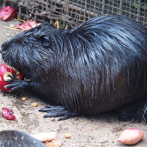 Nutria (Myocastor coypus) eating apple, 2019-04-06