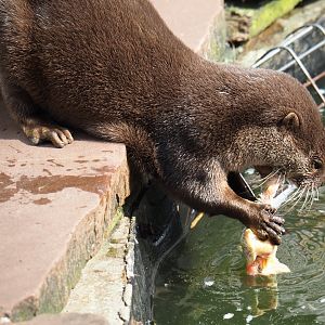Asian small-clawed otter (Aonyx cinerea) eating one-day chick, 2019-04-06