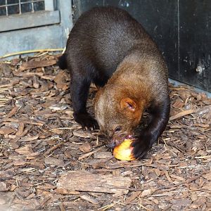 Tayra (Eira barbara) eating apple, 2019-04-06
