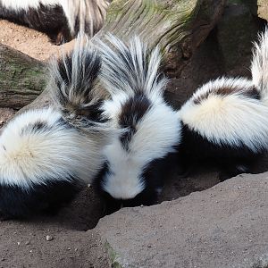 Striped skunks (Mephitis mephitis), 2019-04-06