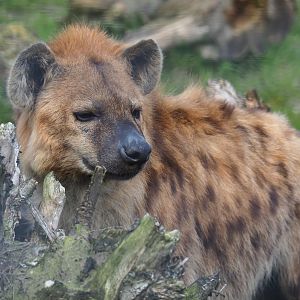 Spotted hyena (Crocuta crocuta), 2019-04-06